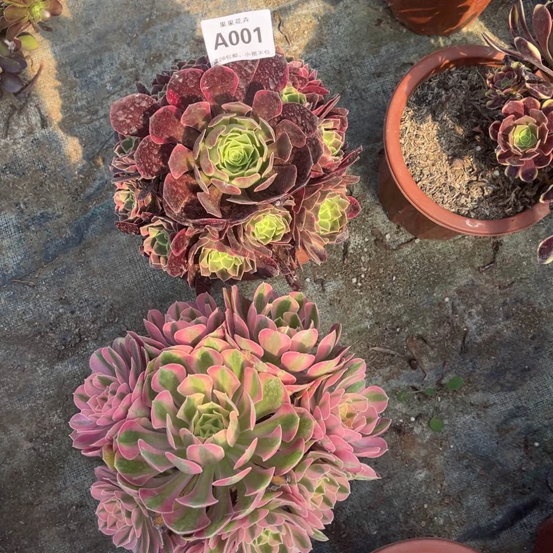 【闪购商品】套餐001多肉