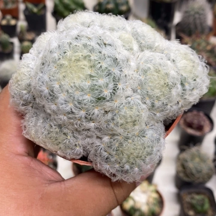 白星群特价福利特价