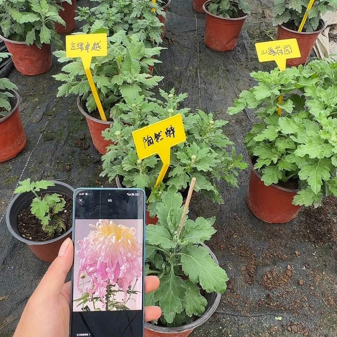当前无花栽培后可以开花000000001