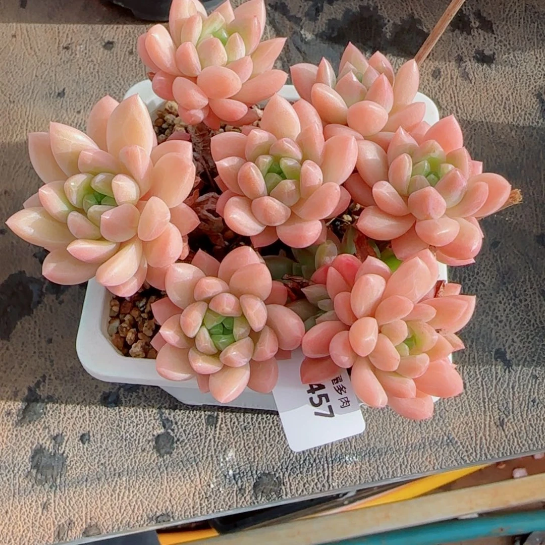 贵妃群，6457多肉植物