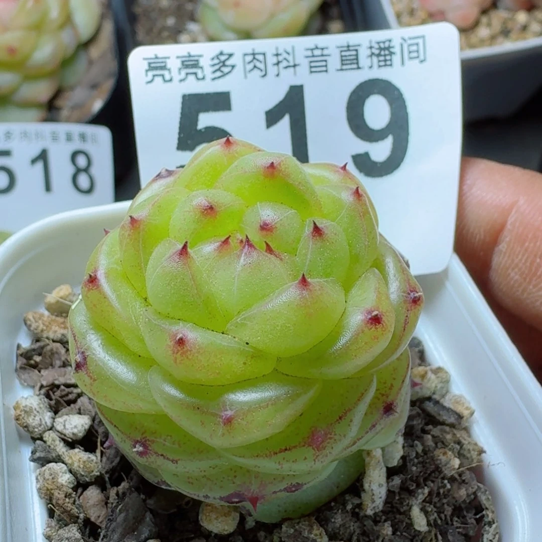 无双珍妮       精品多肉