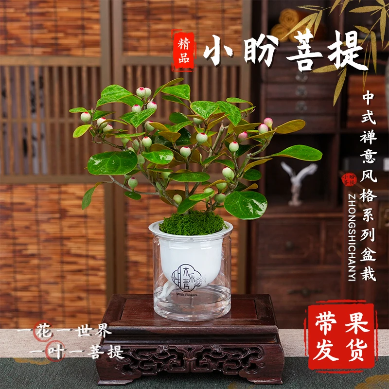 【带多果实 小盼菩提盆栽】精品禅意植物室内绿植客厅摆件好养
