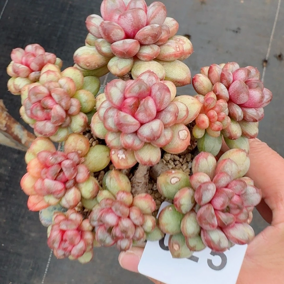 无砍粉石榴籽心葡萄