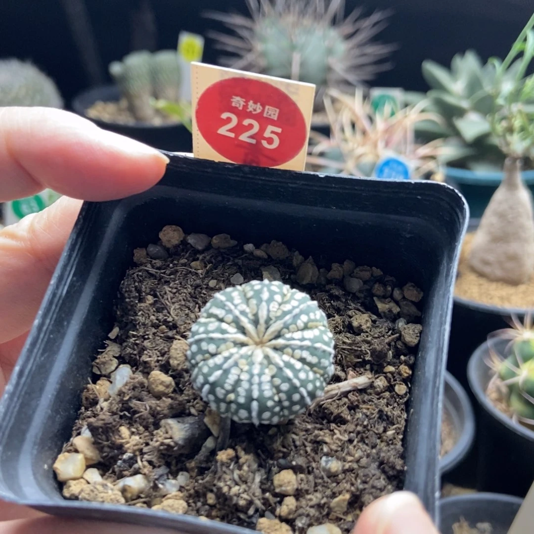 连心奇迹兜一棵仙人球