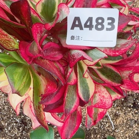 【闪购商品】王483！王
