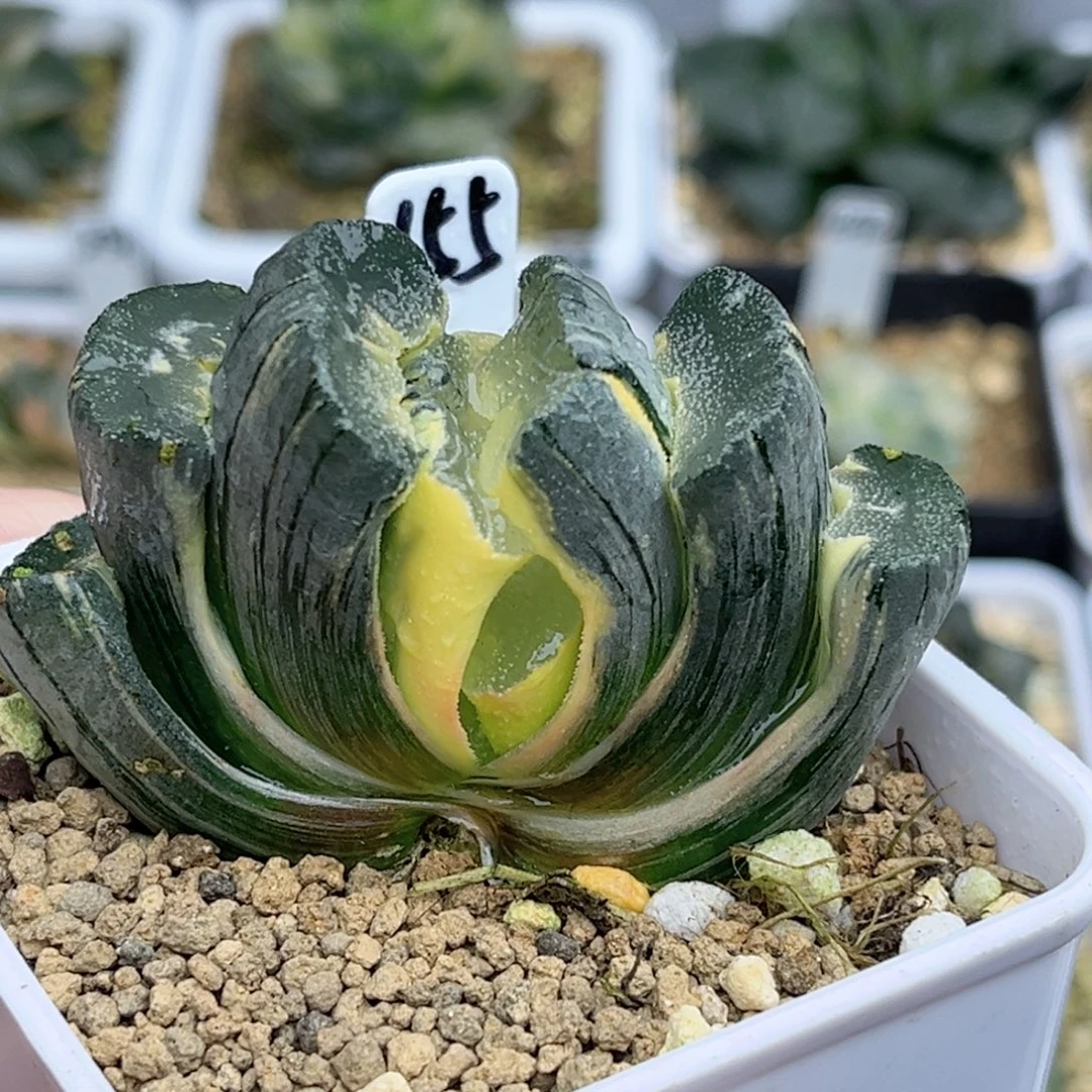 155糊斑大绳玉扇锦福利专场