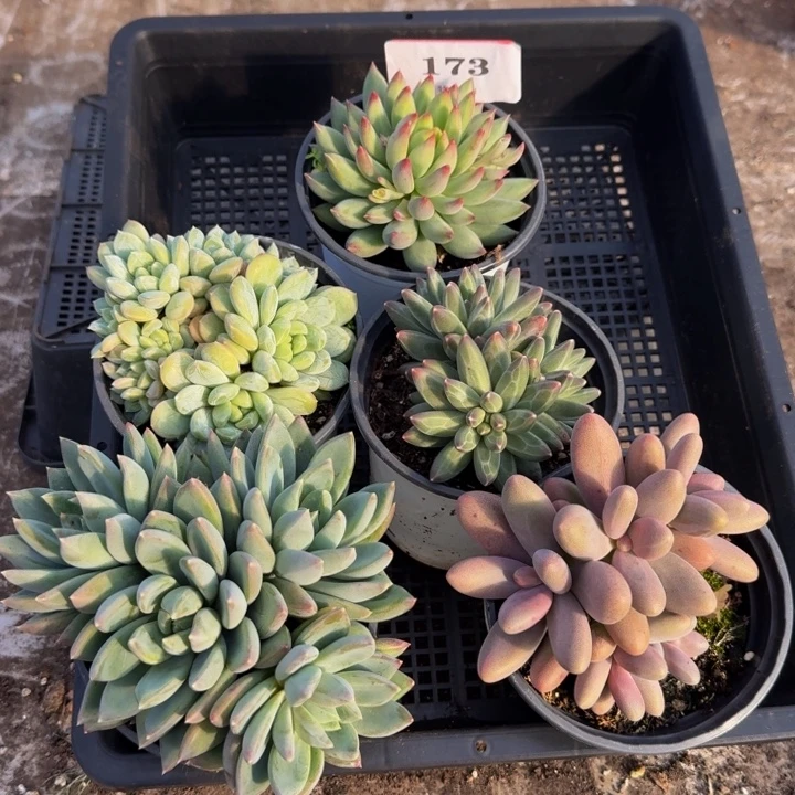 173多肉植物一物一拍