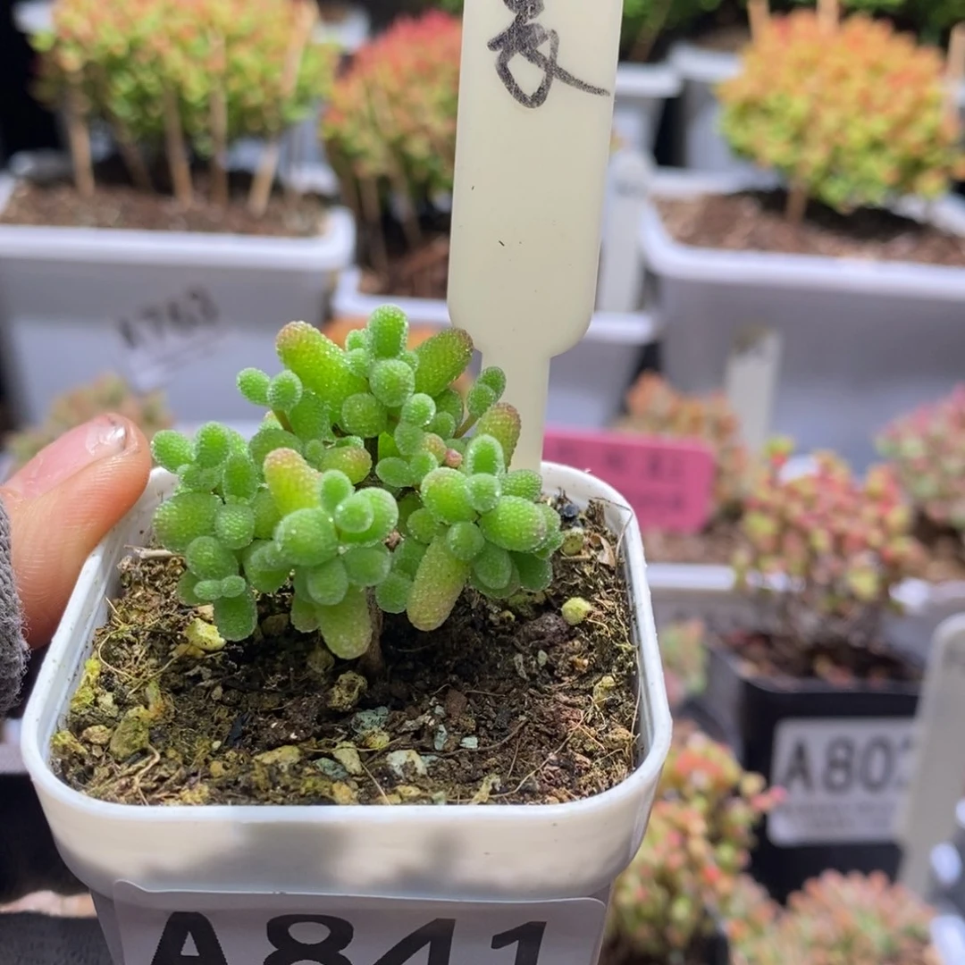 超****)福袋实生糖球A841