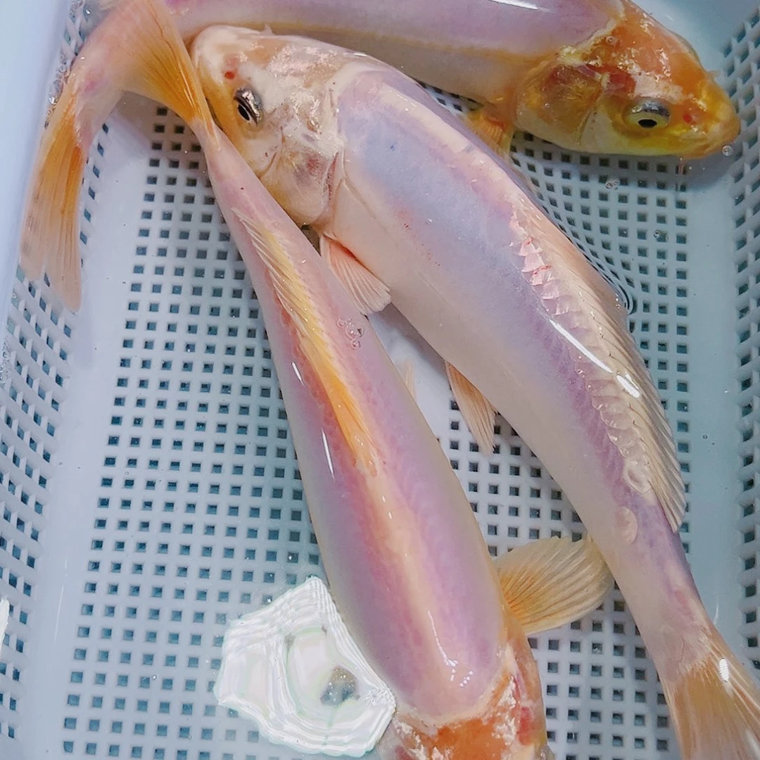 海水鱼锦鲤冷水鱼77