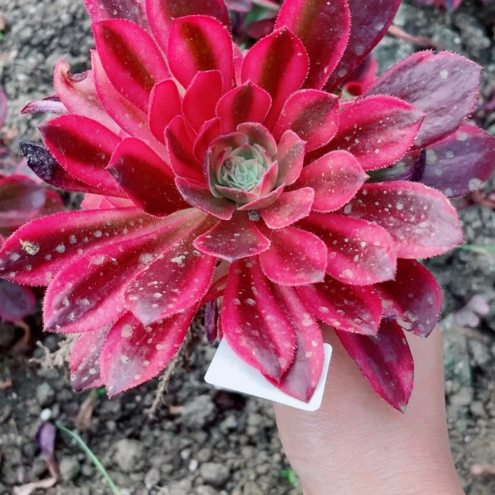 米**贝265黑膜锦38676812345578