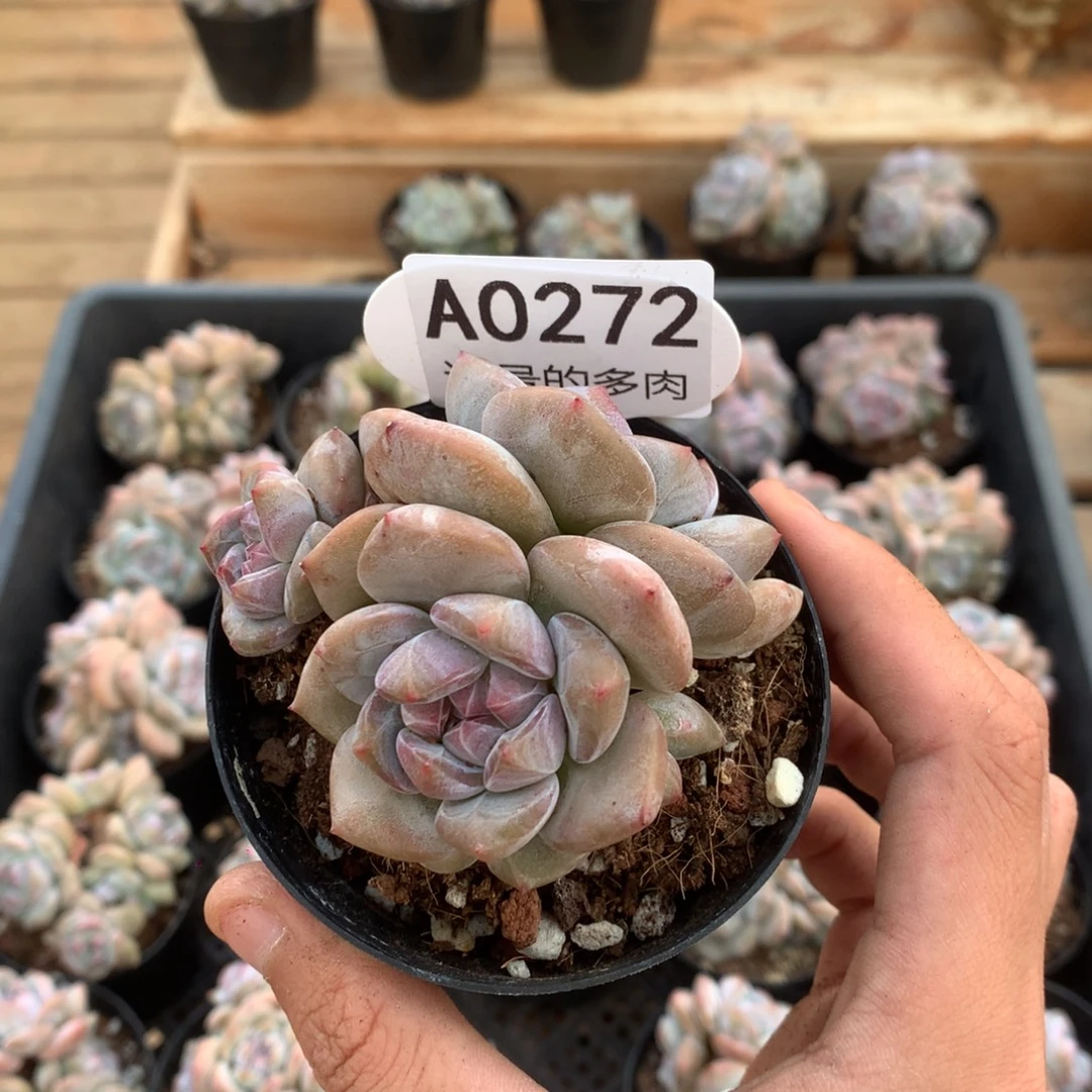 A0272 特价突尼斯 有砍 7.5cm