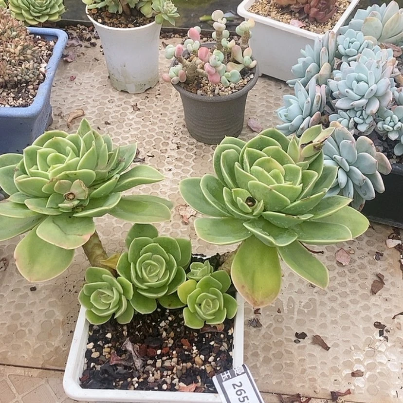 【闪购商品】星娜塔2651