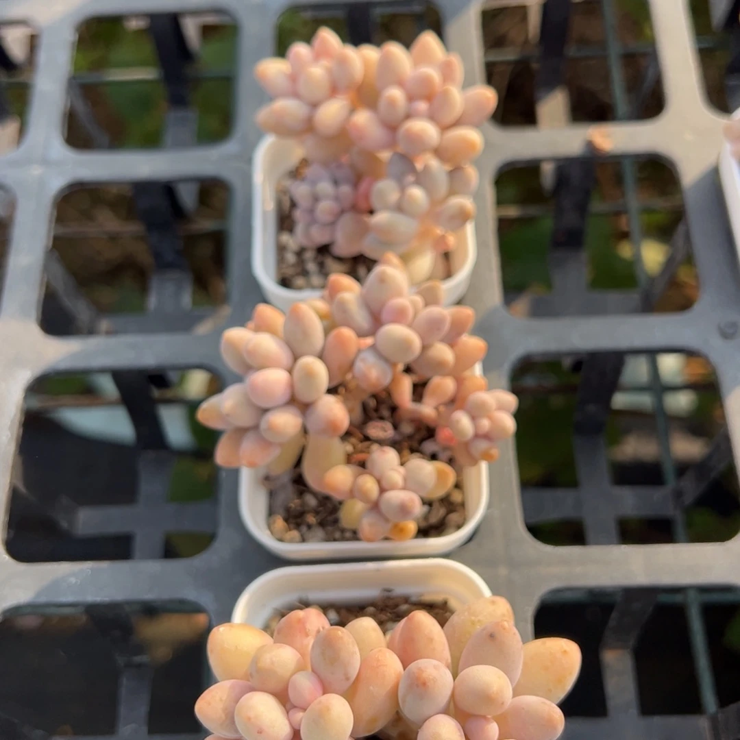 粉色恋人瑕疵款到手1颗量拍多肉满18元包邮下午发货