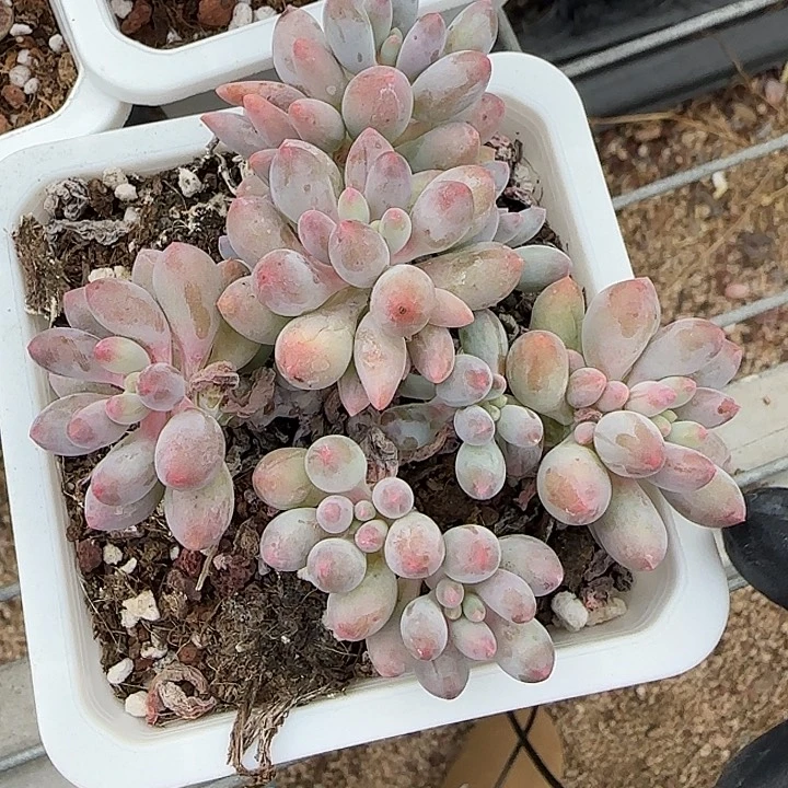 青蛙王子儿童牙膏11