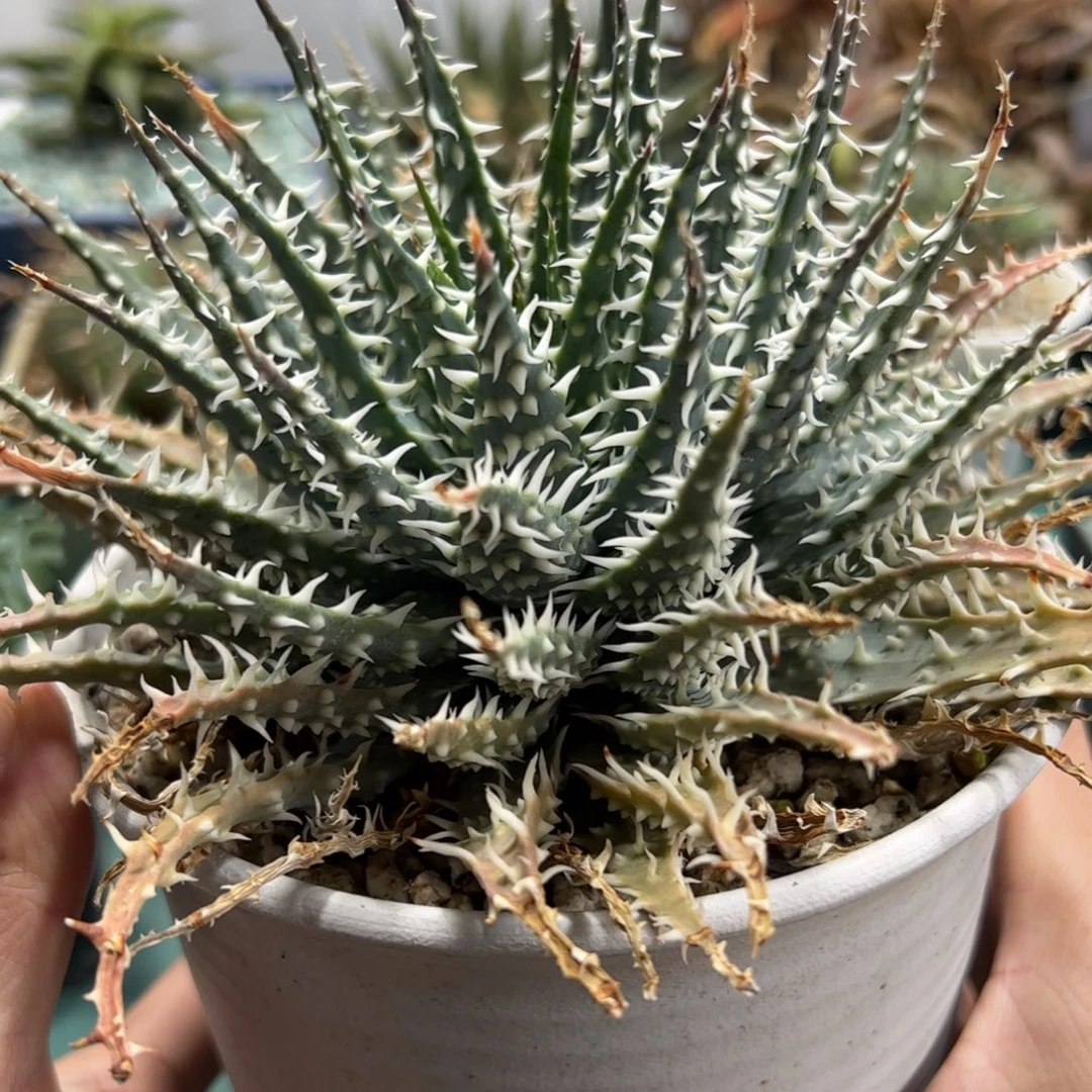 实生强刺帝王锦 脱土发货