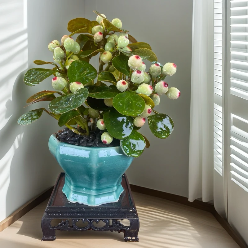 小盼菩提室内微景观茶桌书桌盆栽绿植花卉