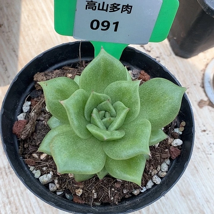 091-直播福利 蔷薇