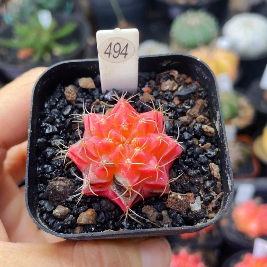 盆5公分满25包邮裸根发货