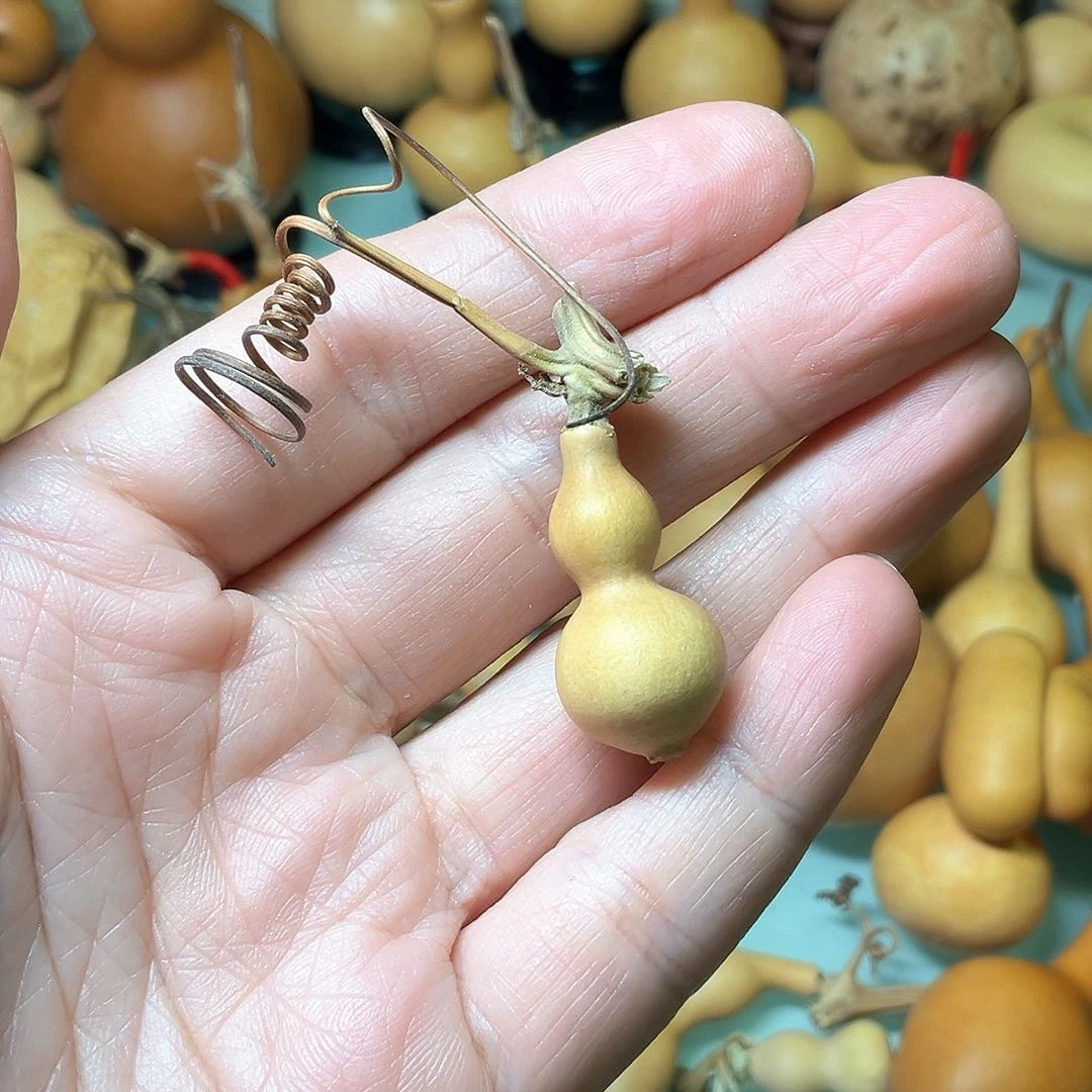 乄*草里金老皮蚂蚁葫芦