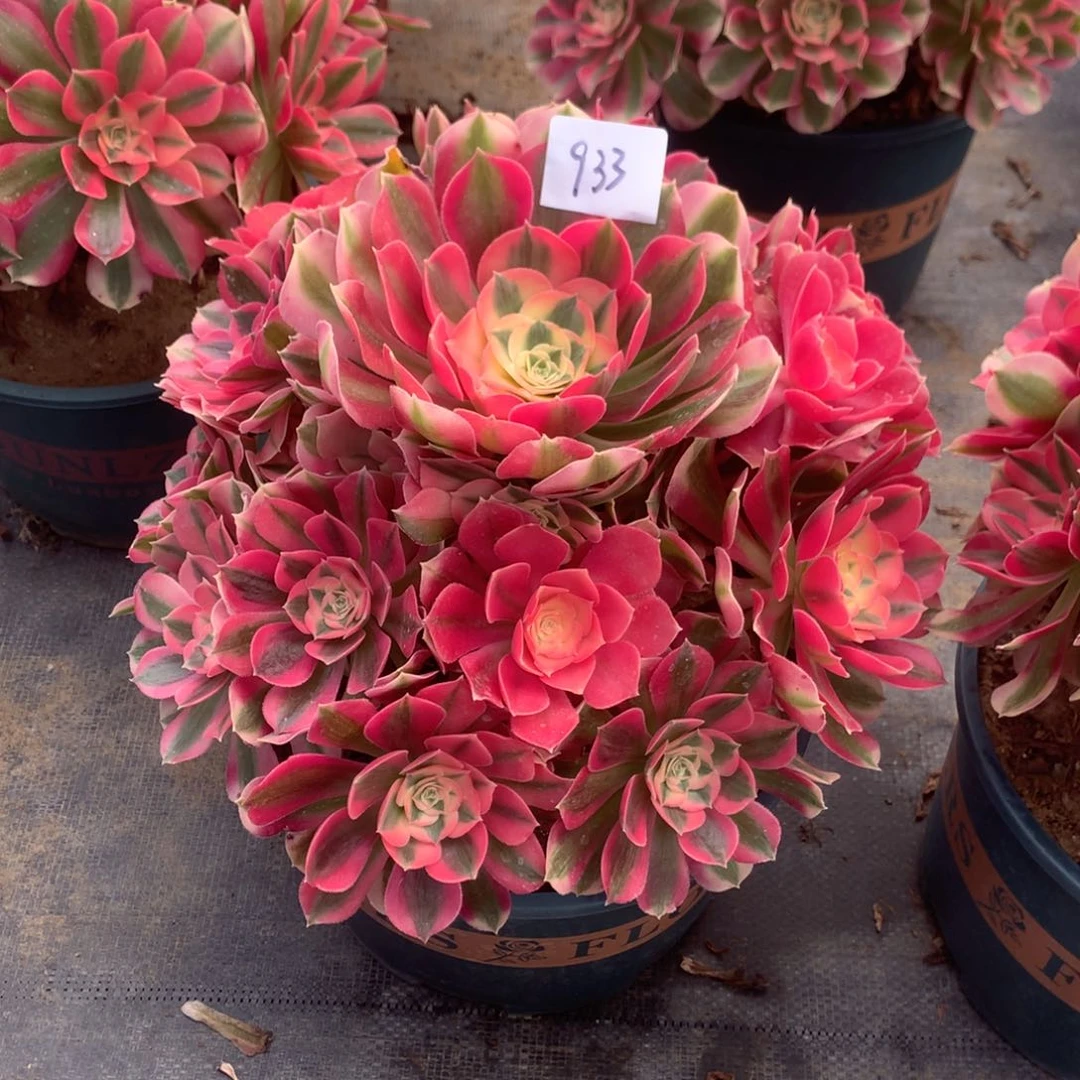 小****赞933号多肉法师粉女巫捧花