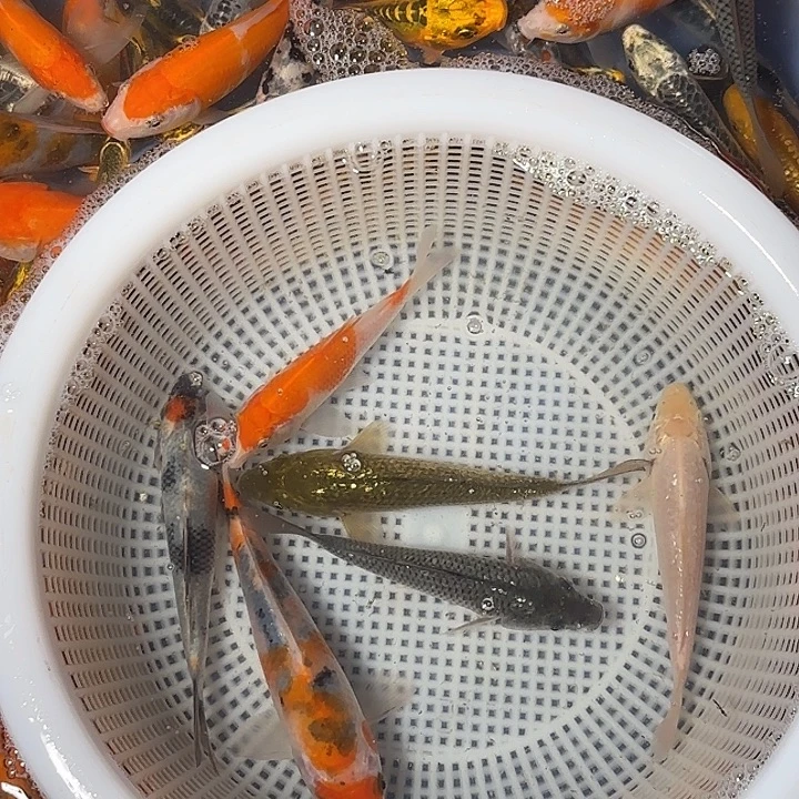 柚***丫海水鱼锦鲤的故事是