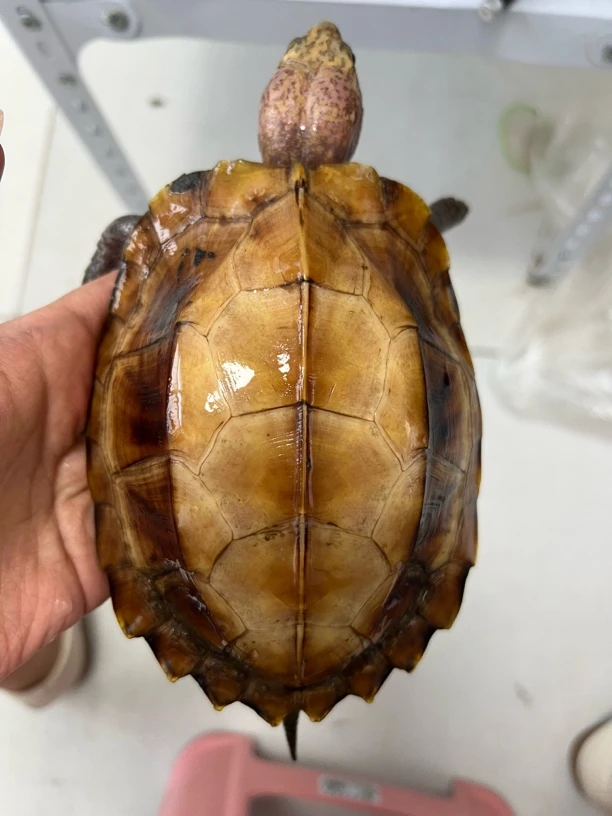 纯种广西柳州大锯子锯缘龟