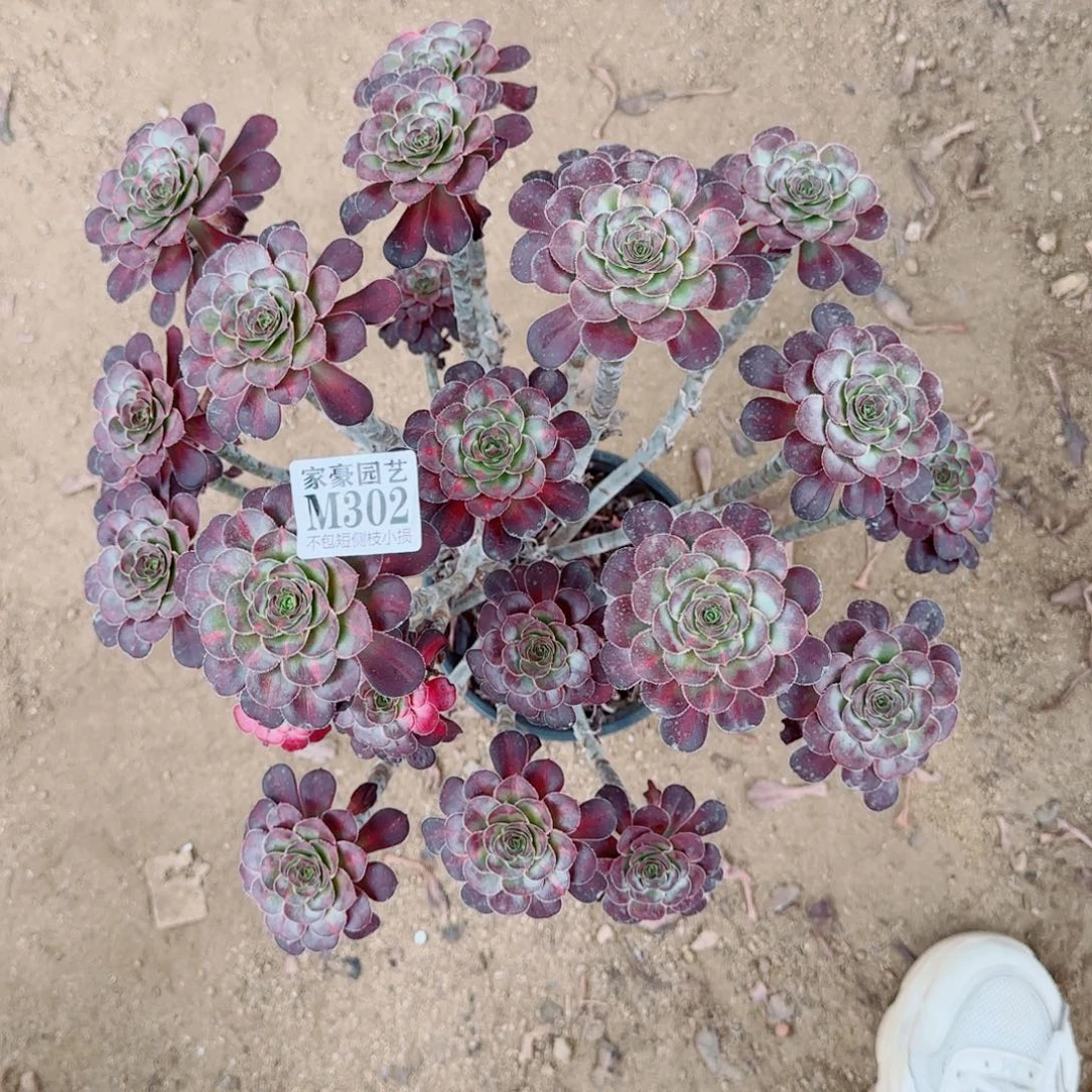 香耐尔发师302冠幅40