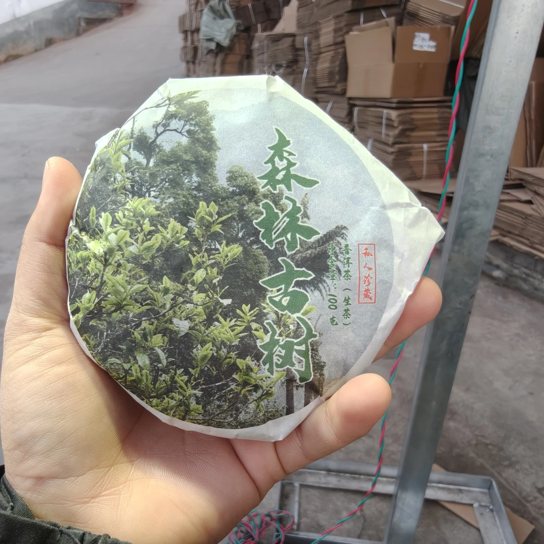 2024年正气塘后山森林古树春茶 1月25【4号】