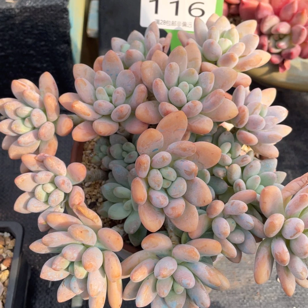 弥鹿之森多肉0116