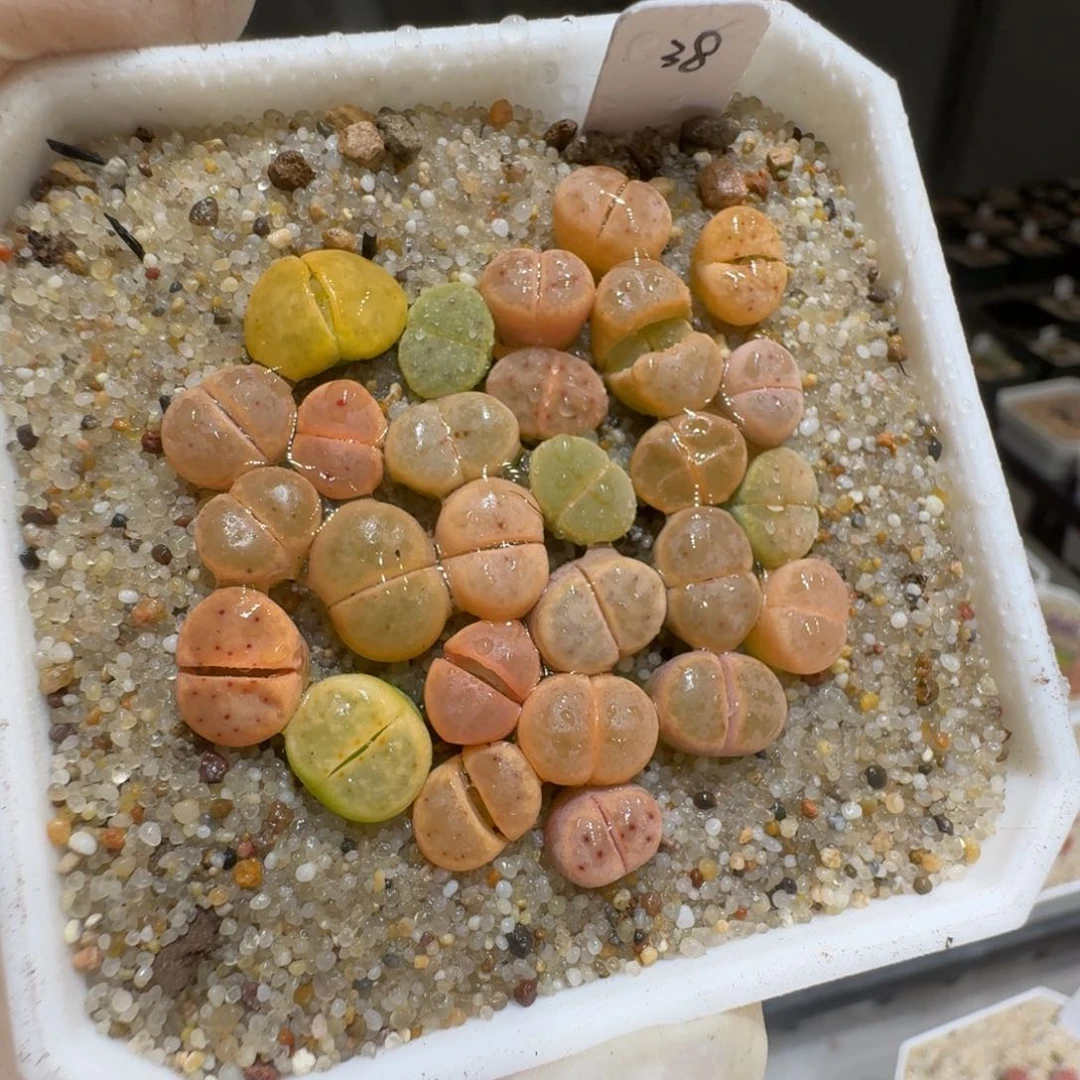 白*0131-68生石花花