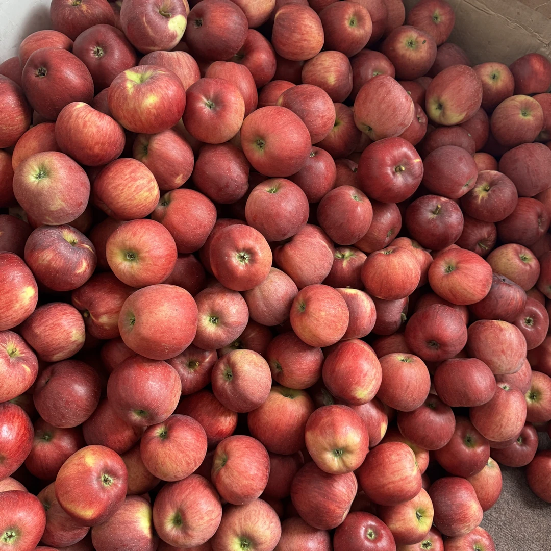 云南昭通高原新世纪丑苹果果园直发坏过包赔应季水果