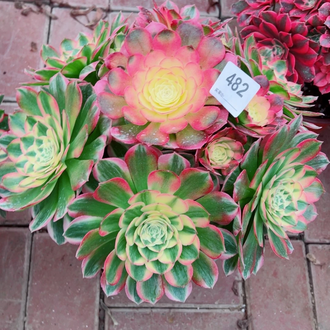 482海仙法师多肉植物