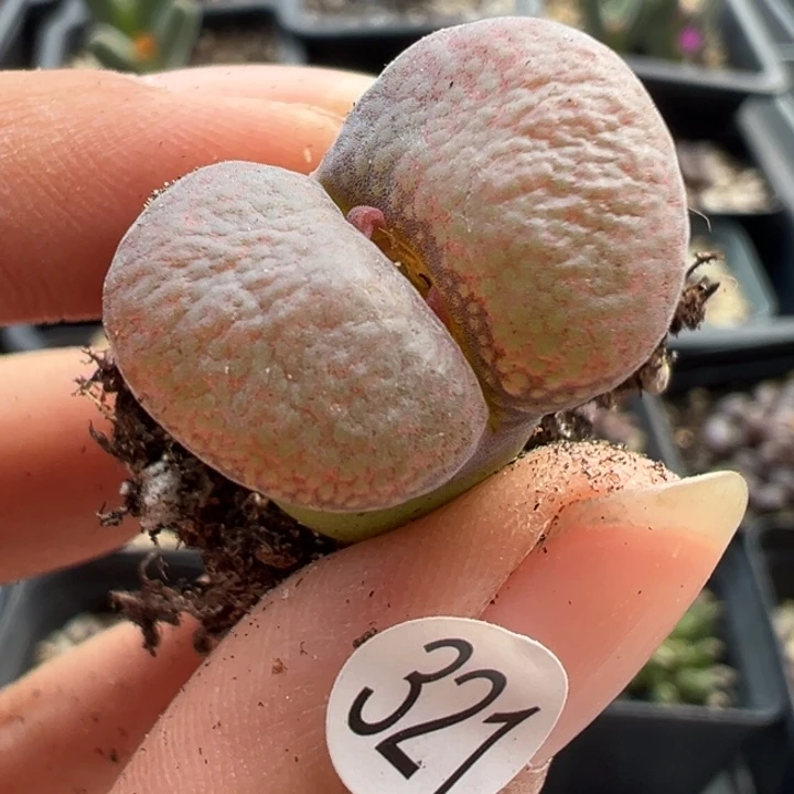 321号1111111111111111