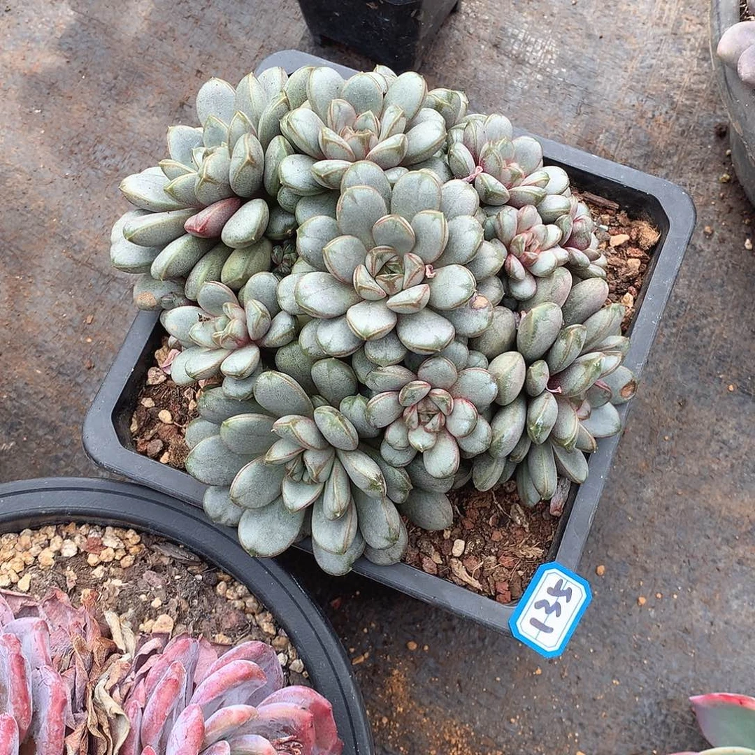 135葡萄 一物一拍多肉