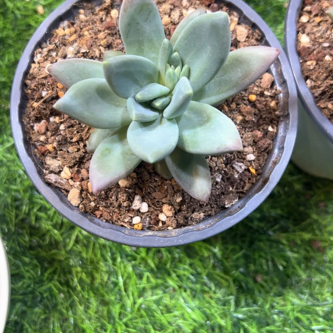 影水思媛。美人杂。寄养