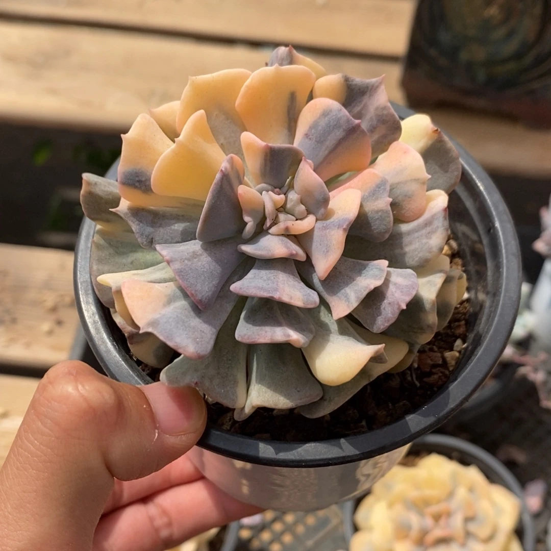 雪精灵多肉植物7635