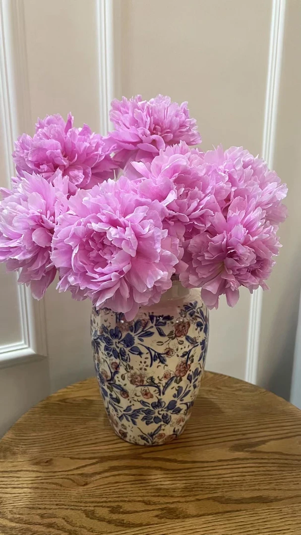 【现货 晴雯】荷兰AAA级进口芍药 重瓣 芍药山东基地直发花雲里