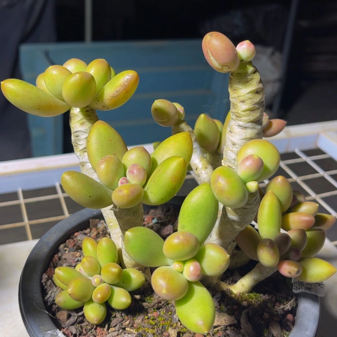 046芒果奶大群多肉植物