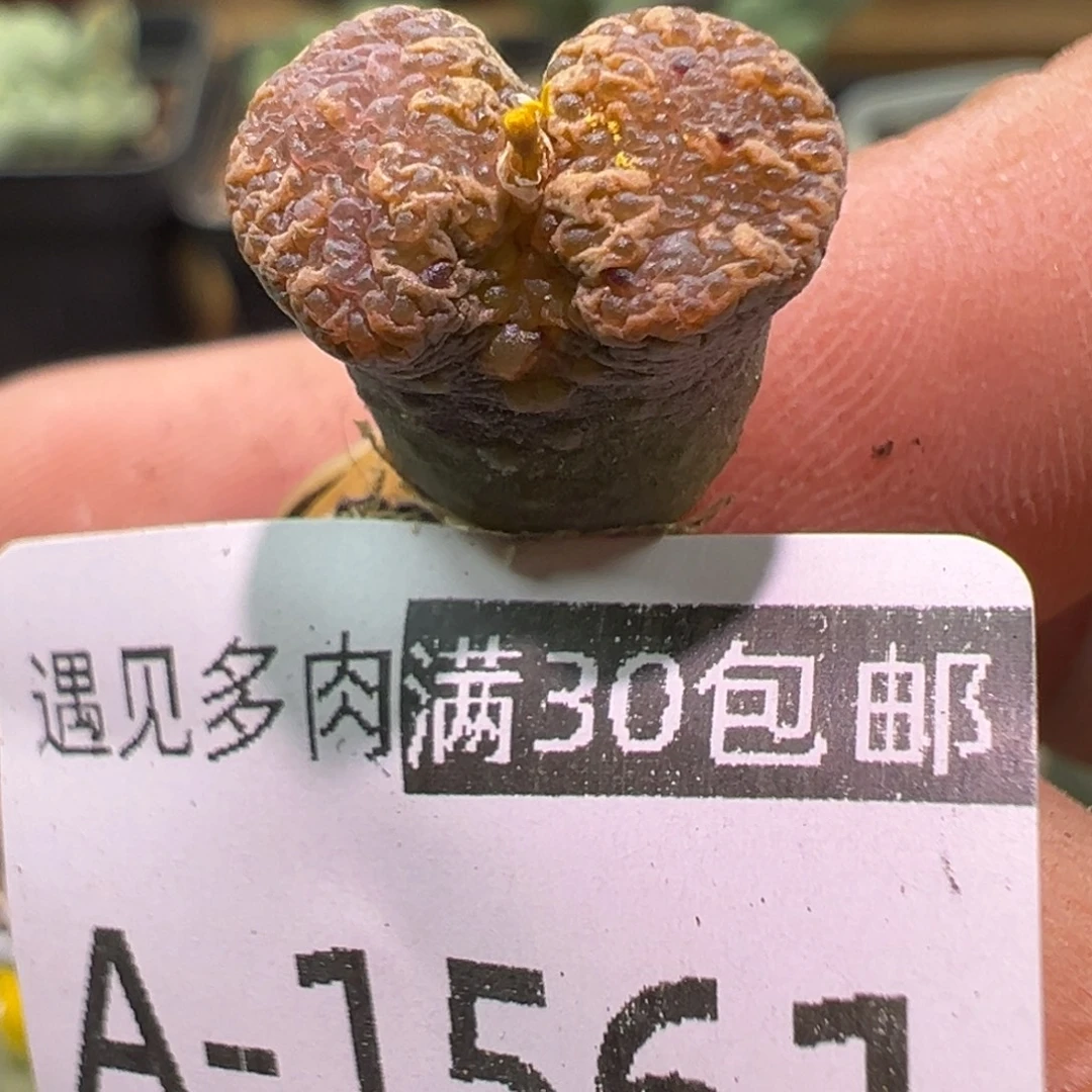 多肉植物11111111111
