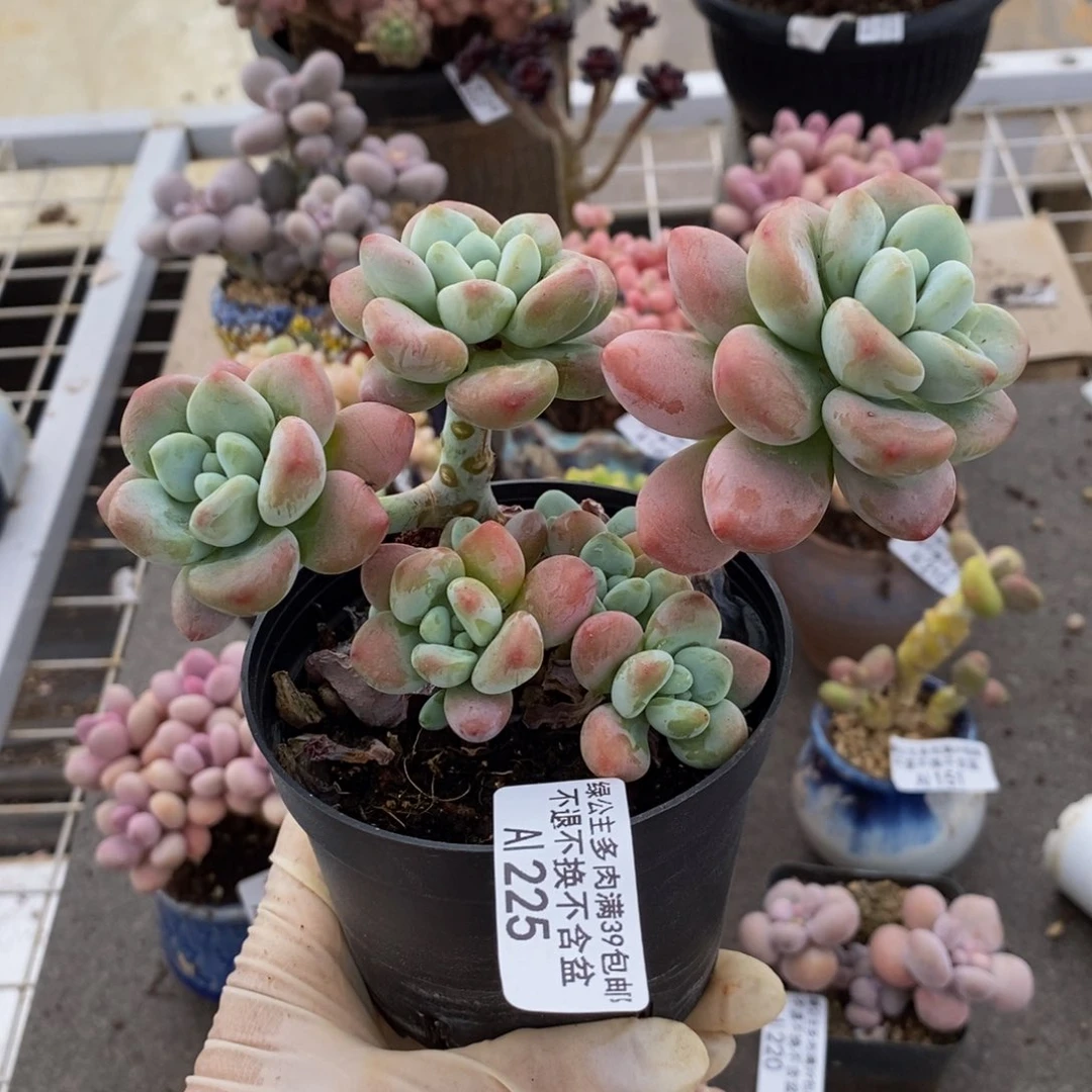 樱花洛神225/12c m