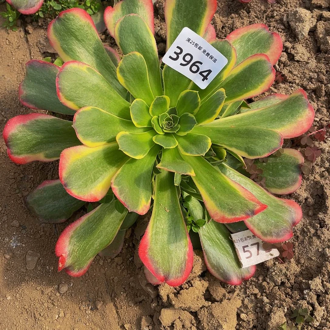 3964特斯拉多肉植物