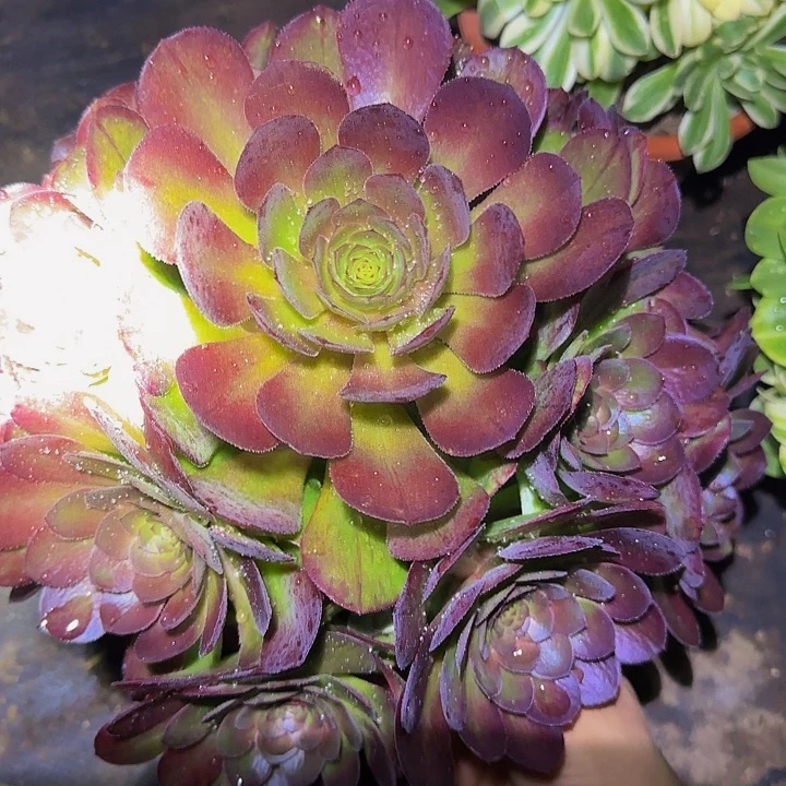 红心沙拉碗捧花亏本福利