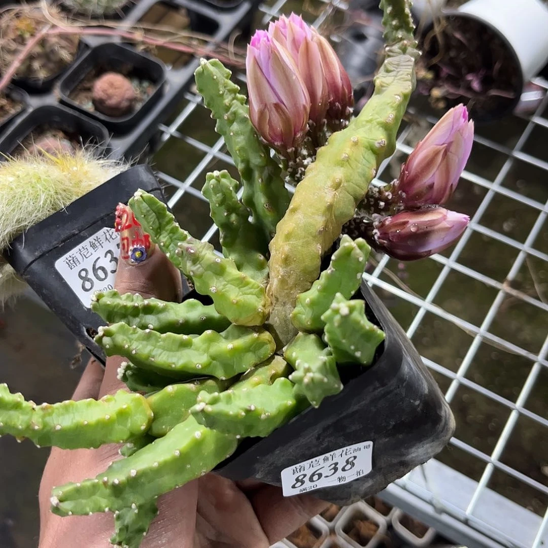 矢*8638一物一拍单头发货