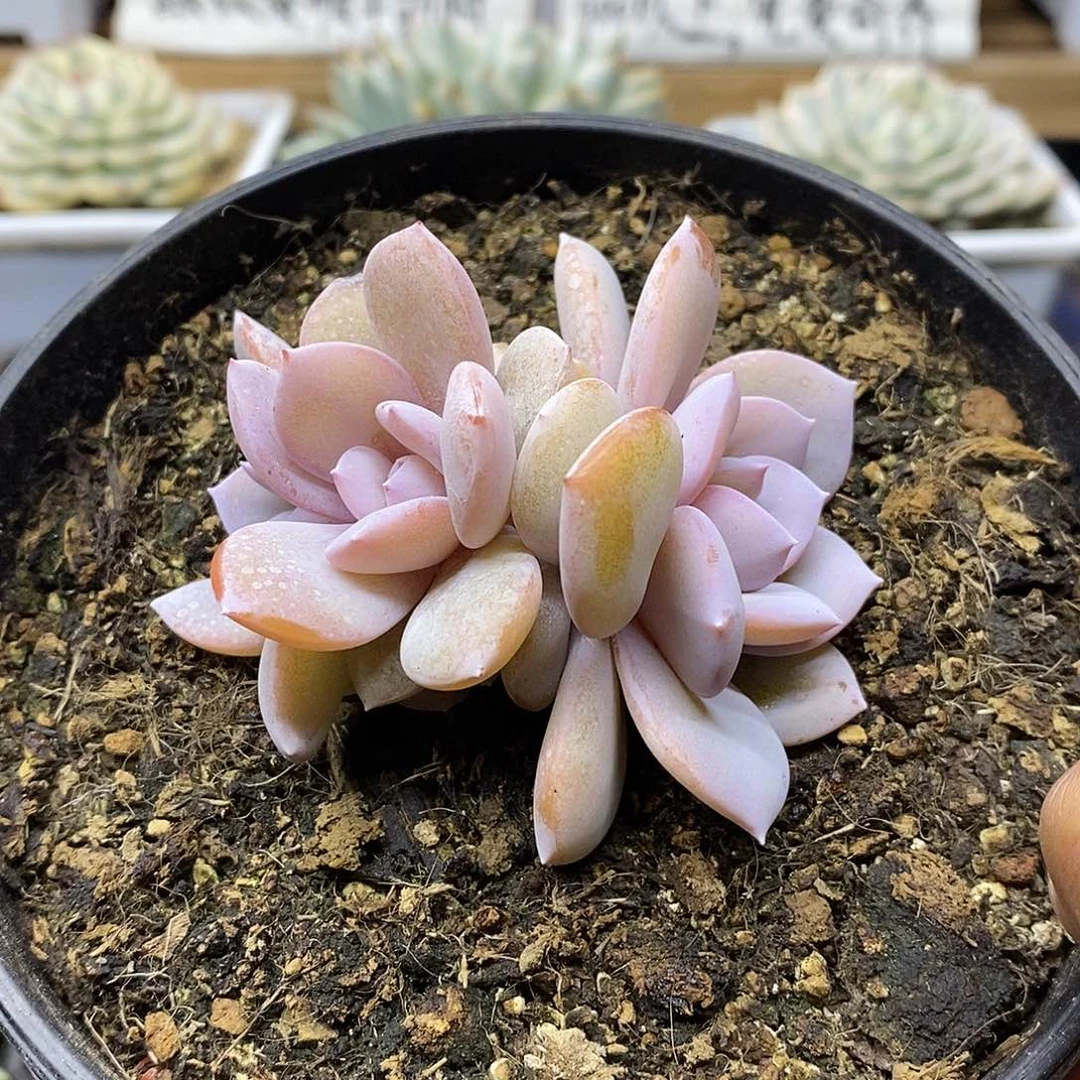默2537 状态奶茶 3 头 需延时发货