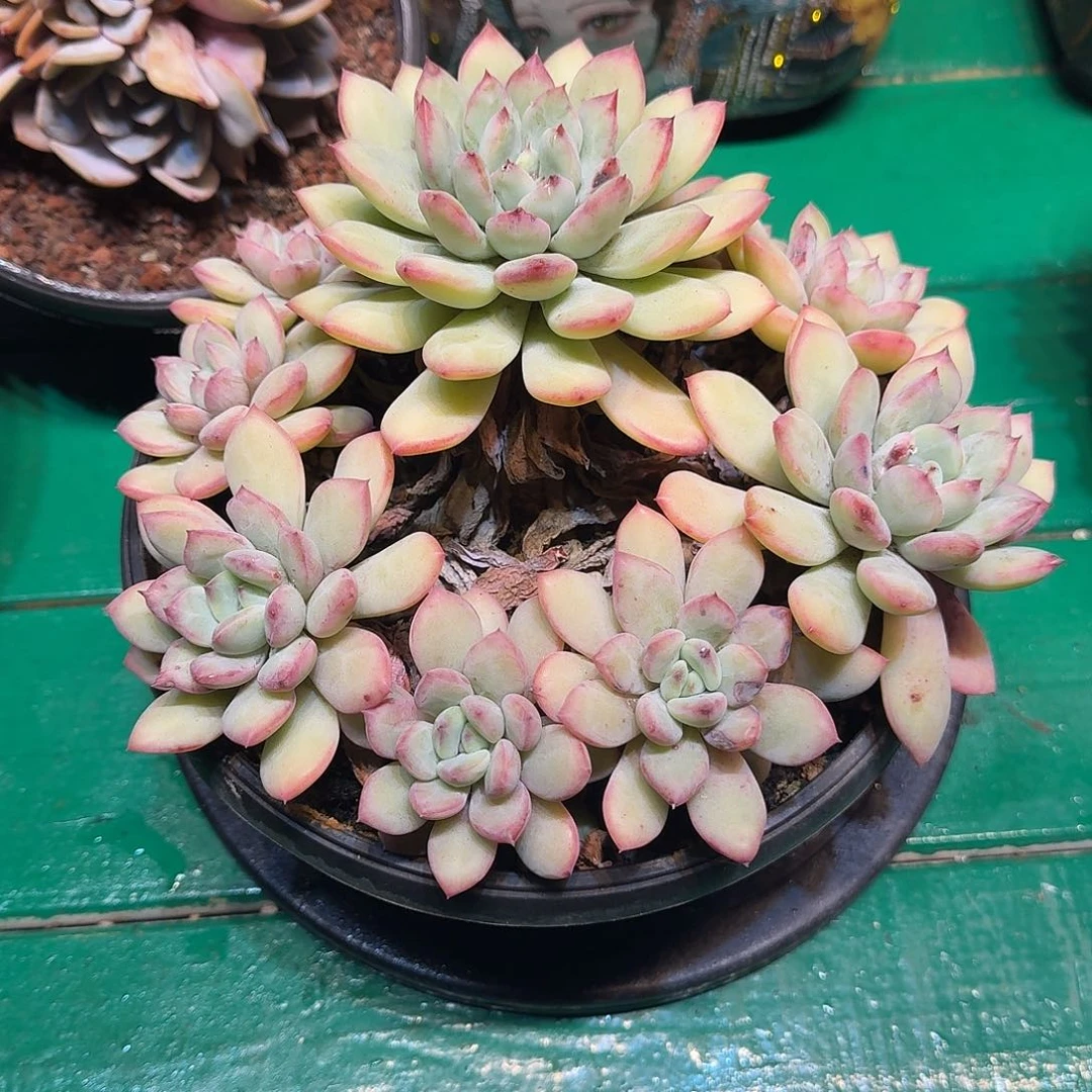 多肉植物多肉植物