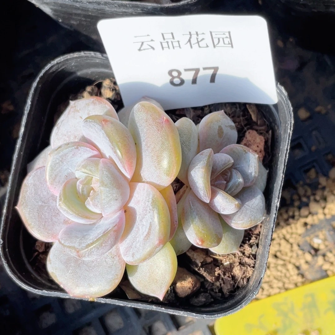 877号糖心冰心珍妮 汉堡珍妮