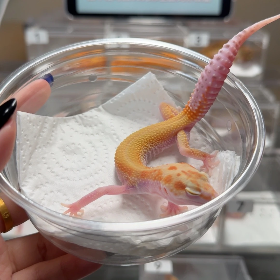 豹纹守宫红眼无纹暴龙母温