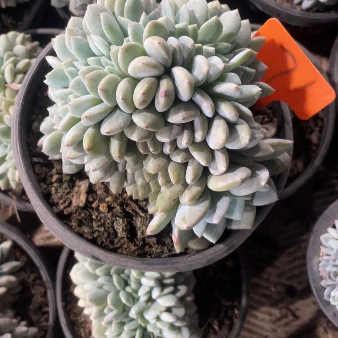 71号星影缀化多头