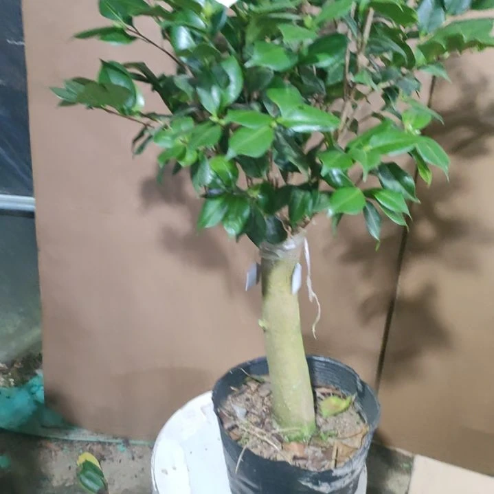 471情人牡丹，原盆原土发货，不包邮