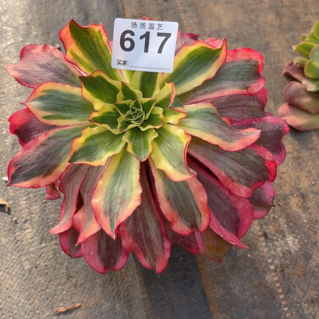 宁**远123  617多肉法师